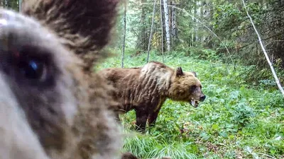 Фотографии жертв медвежьих нападений: пугающая реальность