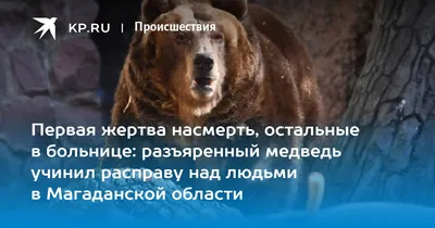 Медведи напали на людей: ужасные фото