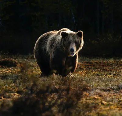 Фото нападений медведей на людей - просмотр и скачивание