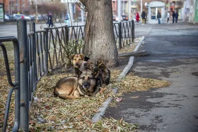 Сначала жар, а потом словно мясо оторвали от кости»: истории трех  красноярцев, ставших жертвами бродячих собак - KP.RU