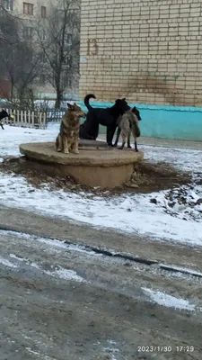 Жертвами бездомных собак в Балаково стали школьница и пенсионерка: одной из  пострадавших стало плохо от испуга — ИА «Версия-Саратов»