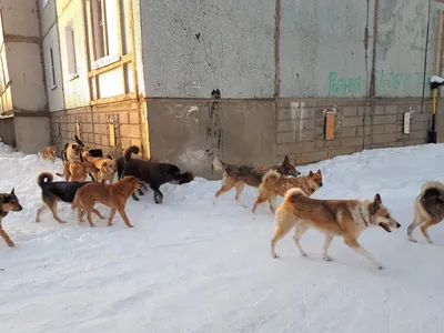 В Оренбурге жертвы бродячих собак ежедневно обращаются в травмпункты |  Оренград