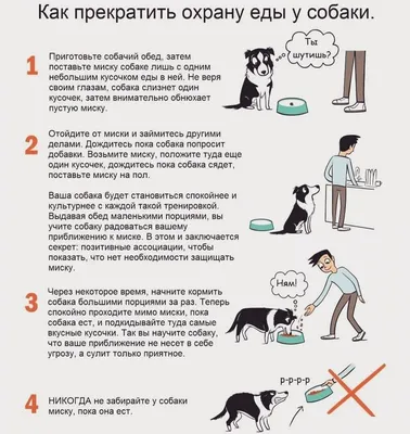 Как правильно подавать команды собаке - Dogtricks.ru