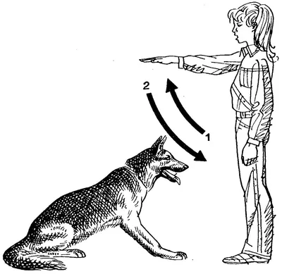 Команды для собак жестами, как дрессировать собаку