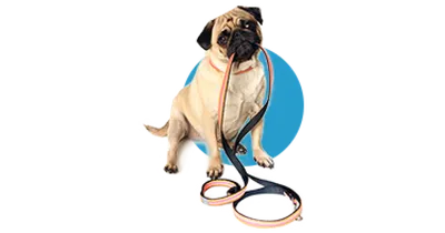 Прочная Pet дверной звонок для собаки Регулируемый тренировочная веревка,  прочные резиновые ремни для дрессировки собак дверные звонки шнурки с  громким сигналы тревоги для Руководство Товары для собак | AliExpress