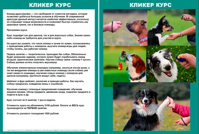 Прочная Pet дверной звонок для собаки Регулируемый тренировочная веревка,  прочные резиновые ремни для дрессировки собак дверные звонки шнурки с  громким сигналы тревоги для Руководство Товары для собак | AliExpress