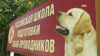 DOGPRIDE Екатеринбург - груминг екатеринбург, стрижка собак екатеринбург,  дрессировка екатеринбург, зоомагазин екатеринбург, хендлинг екатеринбург