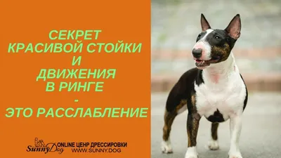 DOGPRIDE Екатеринбург - груминг екатеринбург, стрижка собак екатеринбург,  дрессировка екатеринбург, зоомагазин екатеринбург, хендлинг екатеринбург