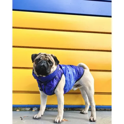 OSSO-fashion Зимний жилет для собак