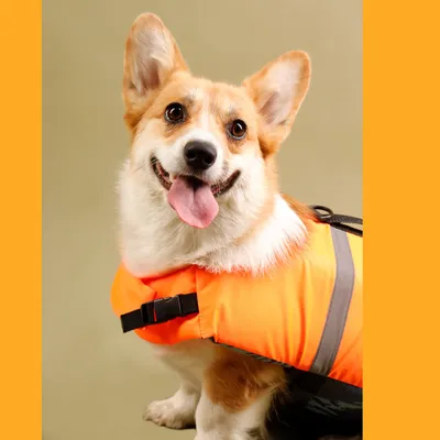 Спасательные жилеты для собак