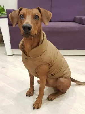 Купить светоотражающую куртку-жилет для собаки WAUDOG Clothes