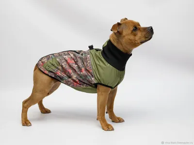 Жилет для собак мелких,средних и крупных пород - купить с доставкой по  выгодным ценам в интернет-магазине OZON (1221984002)