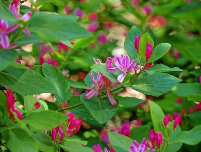 Жимолость вьющаяся Гекрота (Lonicera Heckrottii) купить по цене руб. в  Москве в питомнике растений Южный