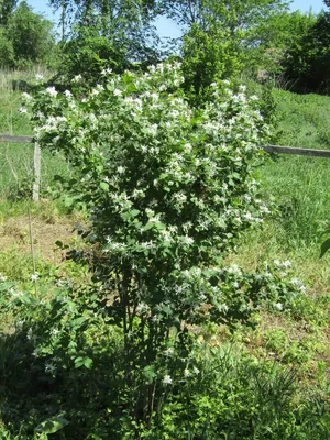 Жимолость вьющаяся Serotina - Жимолость - GardenPlants