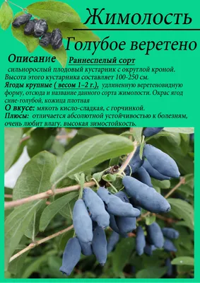 Жимолость Бакчарская Юбилейная | САД ПОЛТАВИ
