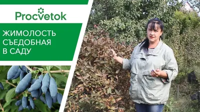 Жимолость съедобная | АППЯПМ