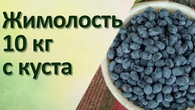 Купить жимолость - sado4ek.com