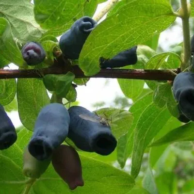 Жимолость съедобная (Lonicera edulis `Пушкинская`) - Жимолость съедобная -  Жимолость - Декоративные кустарники - По виду - Каталог -  LESKOVO-PITOMNIK.ru