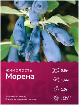 Жимолость Морена - Купить недорогие саженцы жимолости - SlavUsadba.ru