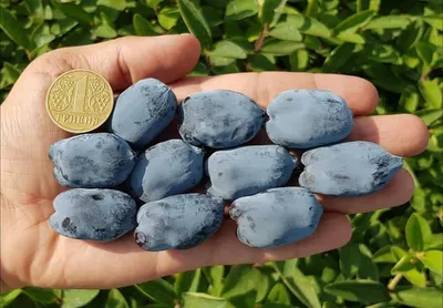 РЕКОРД! В Украине удалось вырастить самую крупную в мире ягоду жимолости! |  ft.ua