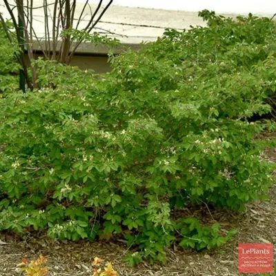 Жимолость обыкновенная (Lonicera xylosteum) — описание, выращивание, фото |  на LePlants.ru