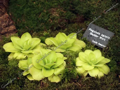 Pinguicula vulgaris - Жирянка обыкновенная. Флора Мурманской области