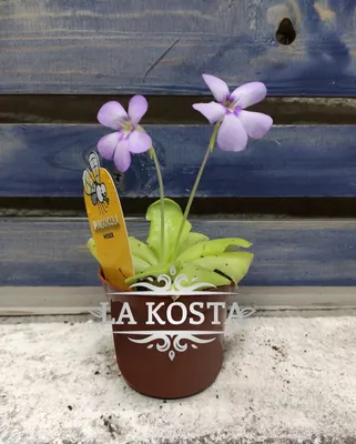 Жирянка Весера (Pinguicula Weser) - «Моя живая \"липкая лента\" от мошек и  комаров. Невзрачная с виду и самая легкая в уходе настоящая хищница» |  отзывы