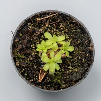 Коллекции растений ЦСБС СО РАН - Pinguicula moranensis H. B. et K. – Жирянка  моранская