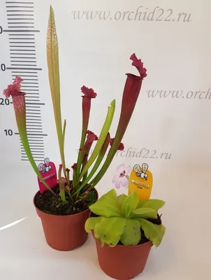 Dionaeas - Насекомоядные растения-хищники - Уход и содержание Жирянка  (Pinguicula)