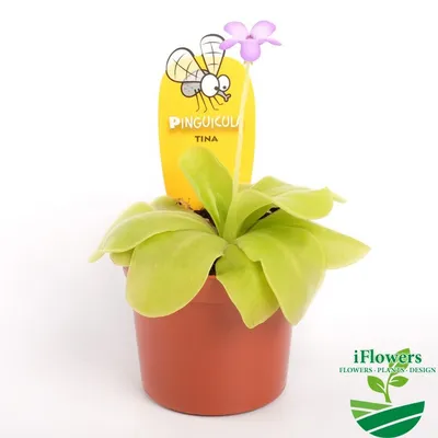 Купить Жирянка Агната Сетос (цена от) | Flowerrr - Цветы с характером!