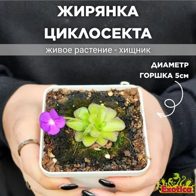 Жирянка «Тина». Купить Жирянка «Тина» в Киеве, Украина, Доставка | iFlowers