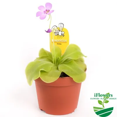 Жирянка Exotica, 5 дм, 1 шт - купить по выгодной цене в интернет-магазине  OZON (621525727)