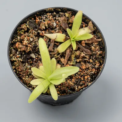 Dionaeas - Насекомоядные растения-хищники - Уход и содержание Жирянка  (Pinguicula)