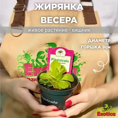 Жирянка «Тина». Купить Жирянка «Тина» в Киеве, Украина, Доставка | iFlowers