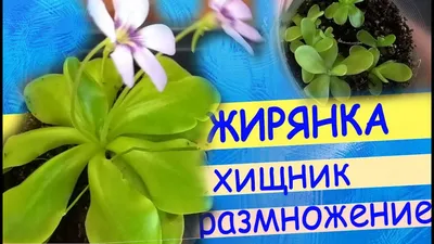 Жирянка крупноцветковая — Greenraritet.ru
