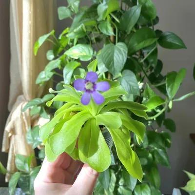 Фотокаталог растений: Жирянка альпийская (Pinguicula alpina)