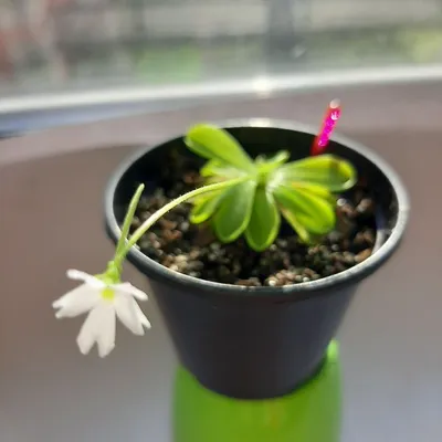 Pinguicula Weser, Жирянка Везер, хищное насекомоядное растение, красная  жирянка, хищные растения в Украине, экзотическое растение