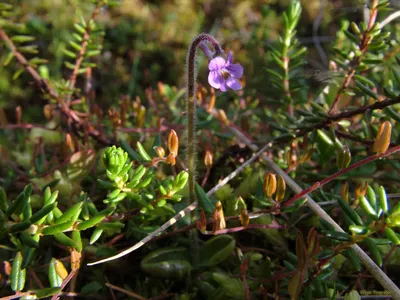 Жирянка (Pinguicula) - Страница 50 - Комнатное цветоводство