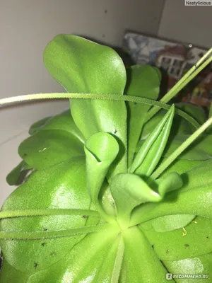 Pinguicula Weser, Жирянка Везер, хищное насекомоядное растение, красная  жирянка, хищные растения в Украине, экзотическое растение