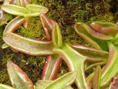 Жирянка Весера (Pinguicula Weser) - «Моя живая \"липкая лента\" от мошек и  комаров. Невзрачная с виду и самая легкая в уходе настоящая хищница» |  отзывы