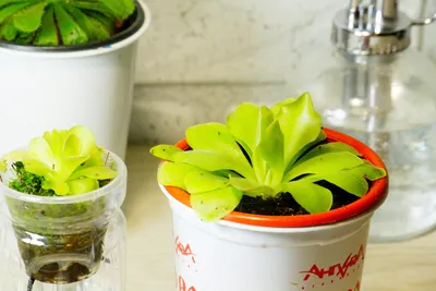 Pinguicula Sethos, Жирянка Сетос, хищное растение, насекомоядное растение,  красиво цветущий хищник, экзотическое растение