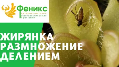 Жирянка Vulgaris, общий Butterwort, на том основании Стоковое Фото -  изображение насчитывающей плотоядно, мох: 76888896