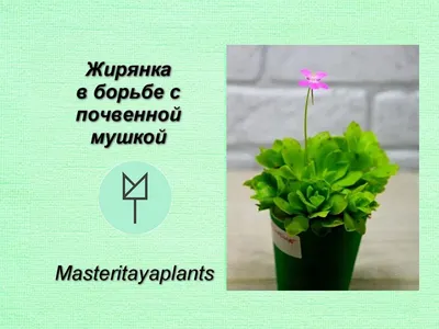 Жирянка в моей коллекции | Пикабу