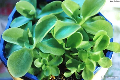 Жирянка Тина/Pinguicula Tina - Florariumplants