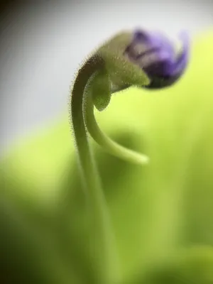Pinguicula Sethos, Жирянка Сетос, хищное растение, насекомоядное растение,  красиво цветущий хищник, экзотическое растение