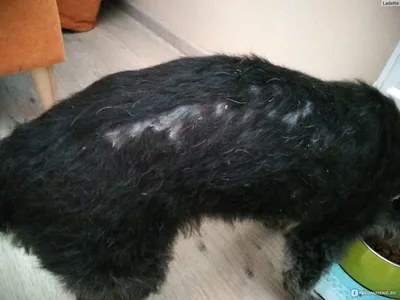 Գիտե՞ս 🐩 Շների օրվա կերաբաժնում... - JOLI Veterinary Center | Facebook