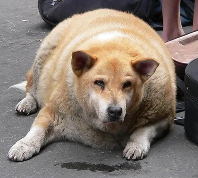 Жирная собака фото фотографии
