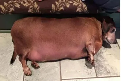 Толстая собака: удивительная история пса, похудевшего на 10 кг - животные,  похудение, ожирение, фото, такса, толстый винсент | Обозреватель | OBOZ.UA