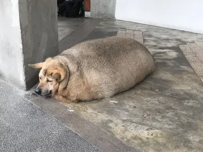 Почему в крупных городах бездомные собаки часто ооочень толстые? | Книга  животных | Дзен