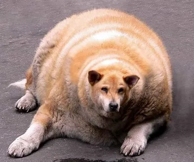 Огромная чёрная жирная собака» — создано в Шедевруме